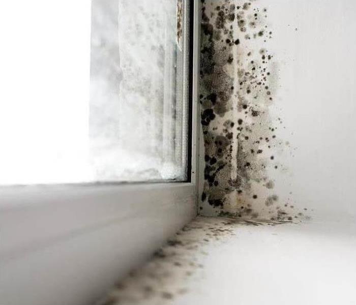 mold in st. louis park home